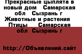 Прекрасные цыплята в новый дом - Самарская обл., Сызрань г. Животные и растения » Птицы   . Самарская обл.,Сызрань г.